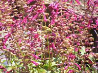 Salvia chiapensis